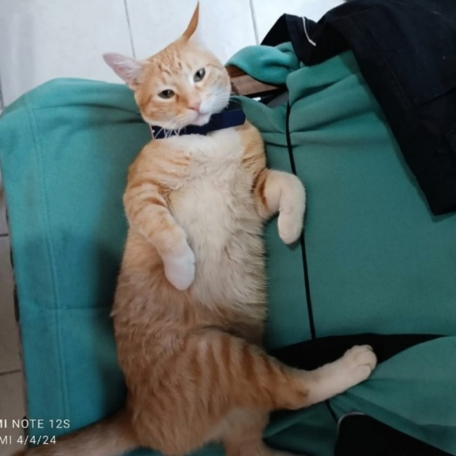 DEXTER | Raza Doméstico Américano de Pelo Corto | Perdido