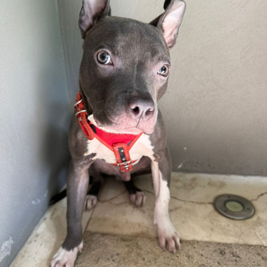  | Raza American Pitbull Terrier | Encontrado