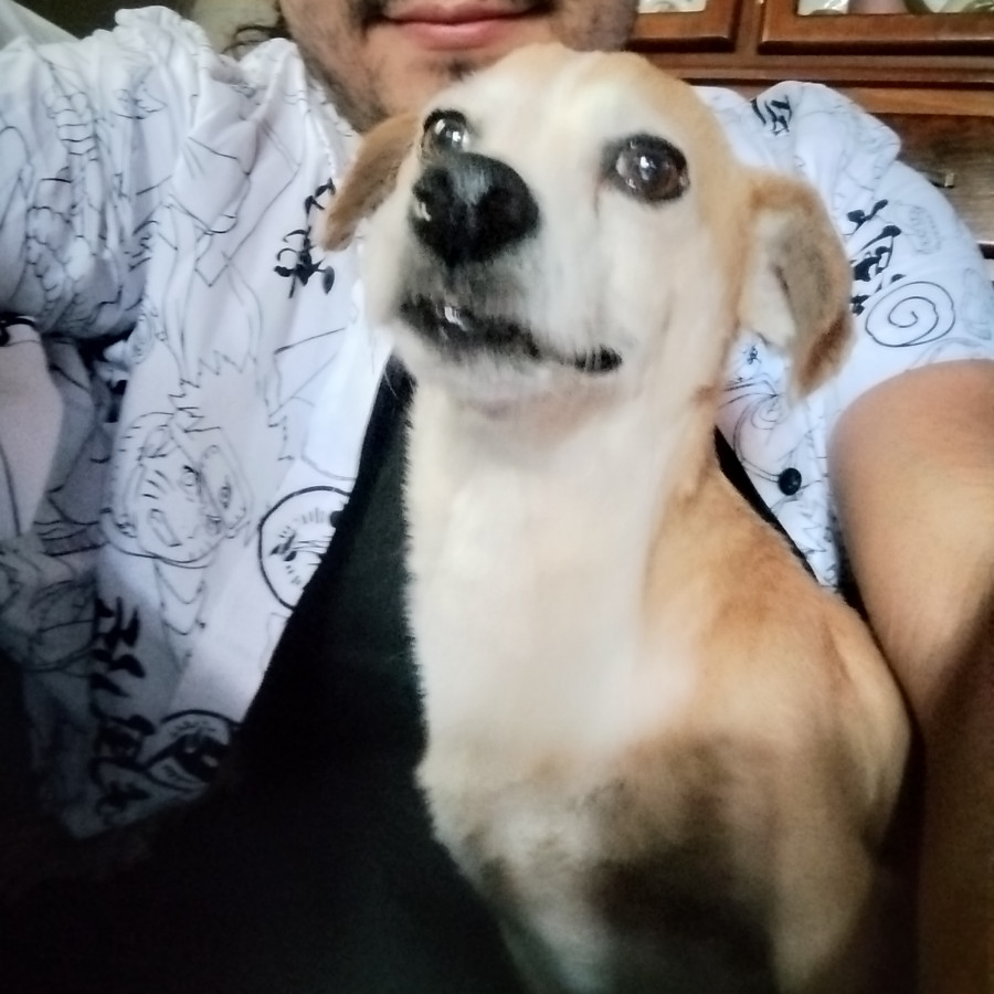 PAPI | Raza Mestizo,  cruza de Pug con Chihuahua | Perdido