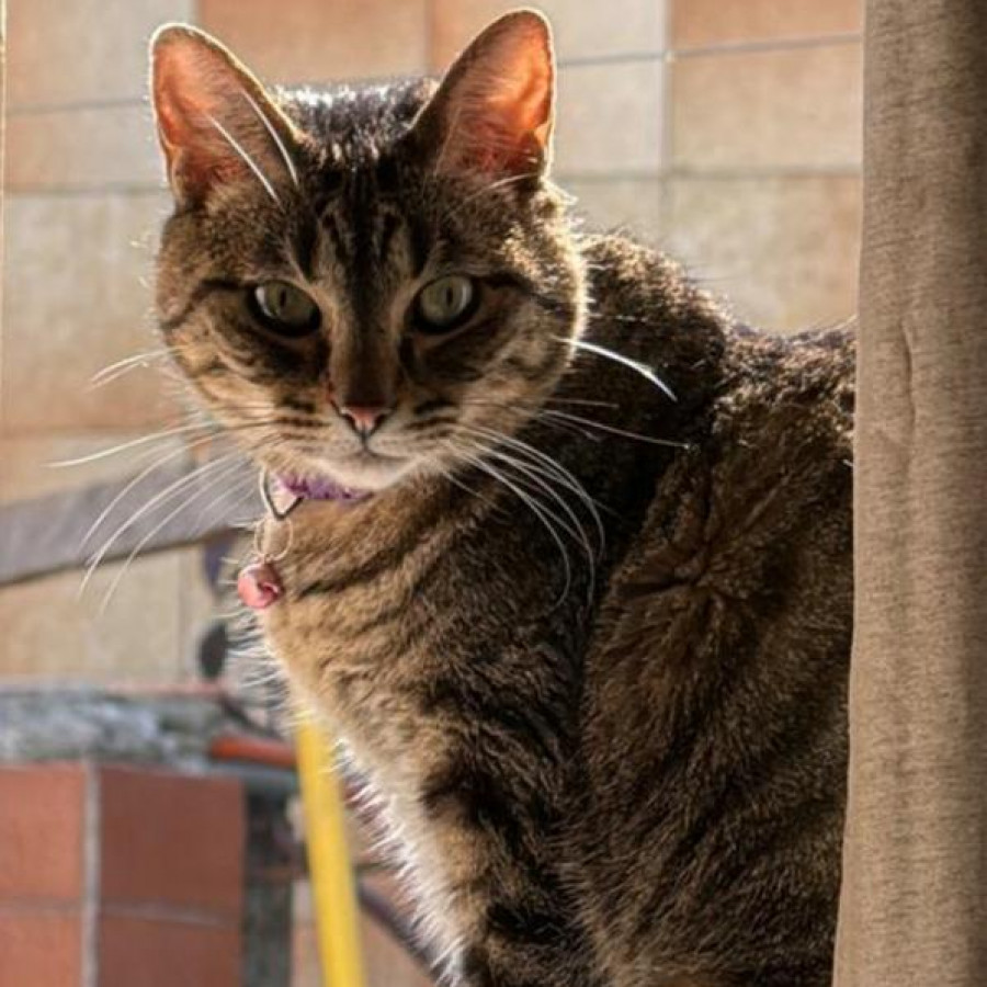 RATOS | Raza Doméstico Américano de Pelo Corto | Perdida