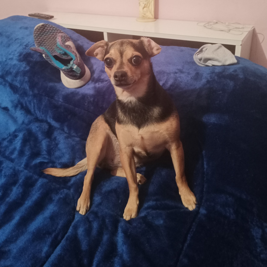 KIRA | Raza Chihuahua | Perdida