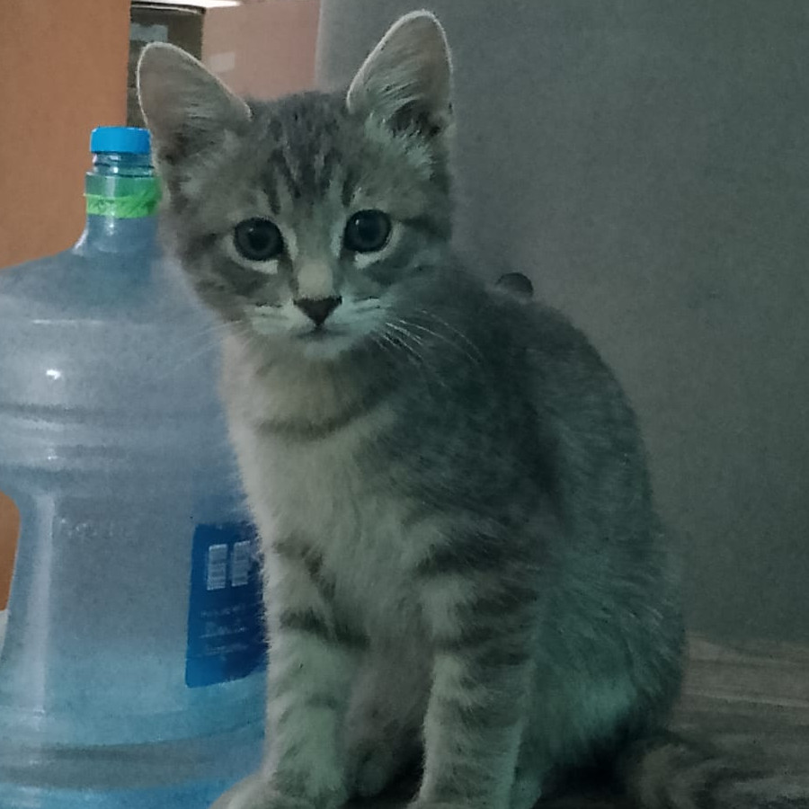 BENITO | Raza Doméstico Américano de Pelo Corto | Final Feliz