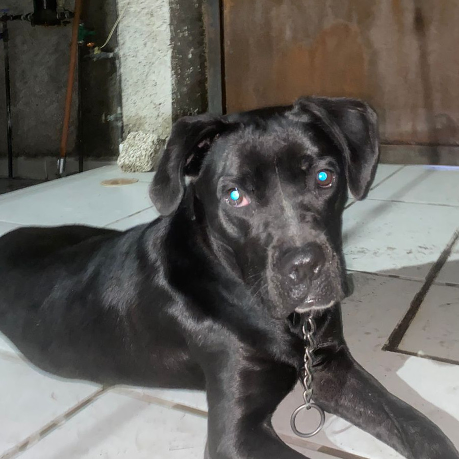  | Raza Mestiza, cruza de Labrador con American Pitbull Terrier | Encontrada