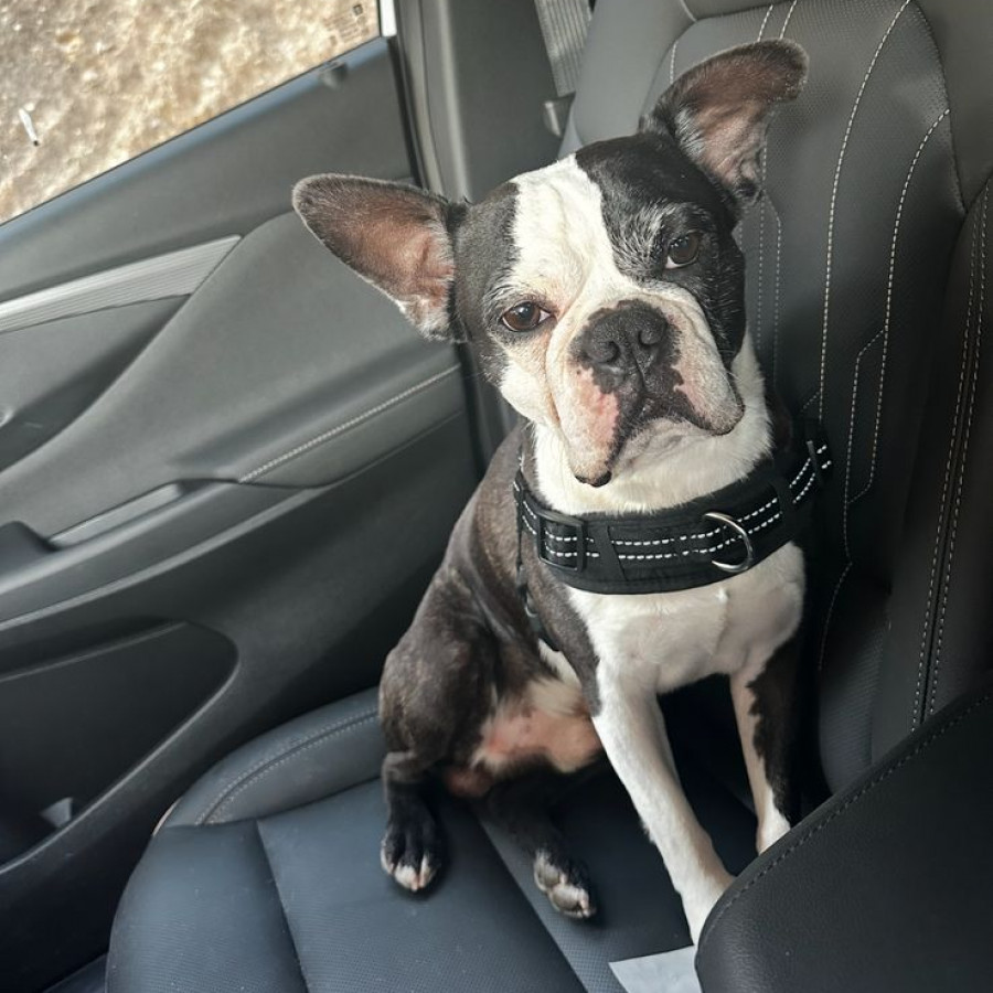 PORFIRIO | Raza Boston Terrier  | Final Feliz