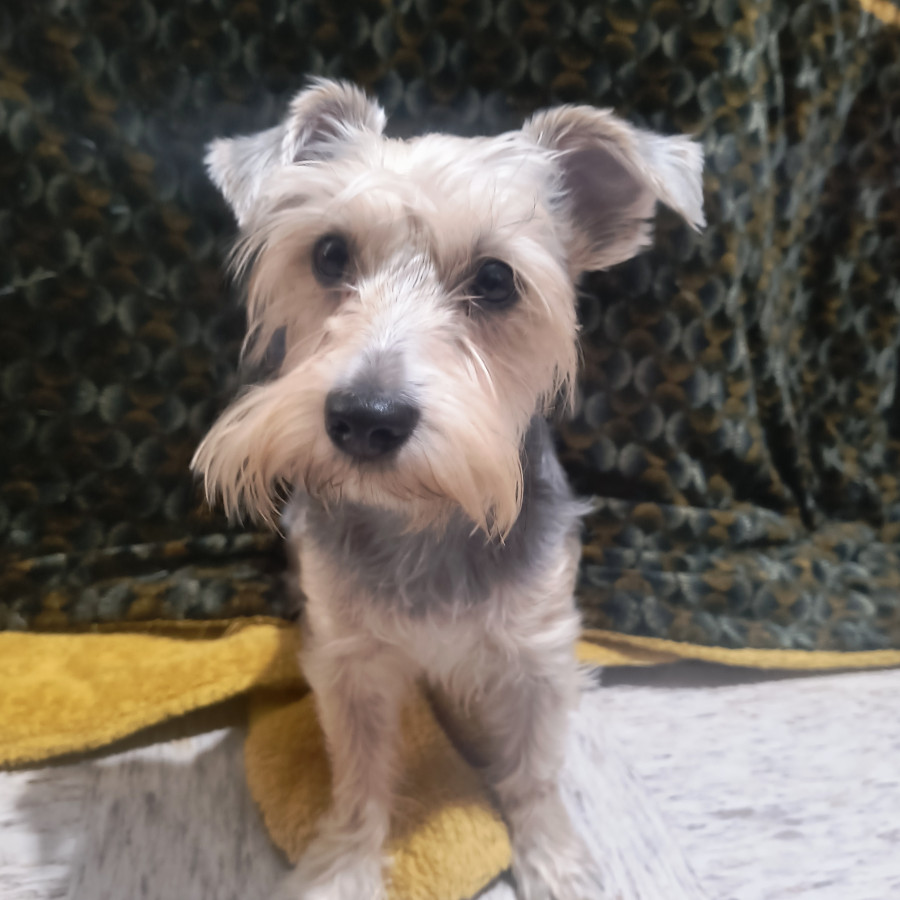 PUFFY | Raza Mestiza,  cruza de Schnauzer con Yorkshire Terrier | Perdida