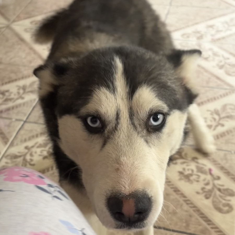 ROCKY | Raza Husky Siberiano | Perdido