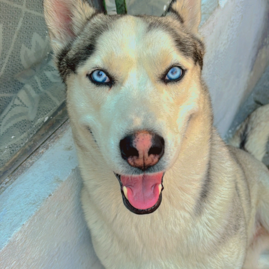 DANTE Y DOKI | Raza Husky Siberiano | Perdido