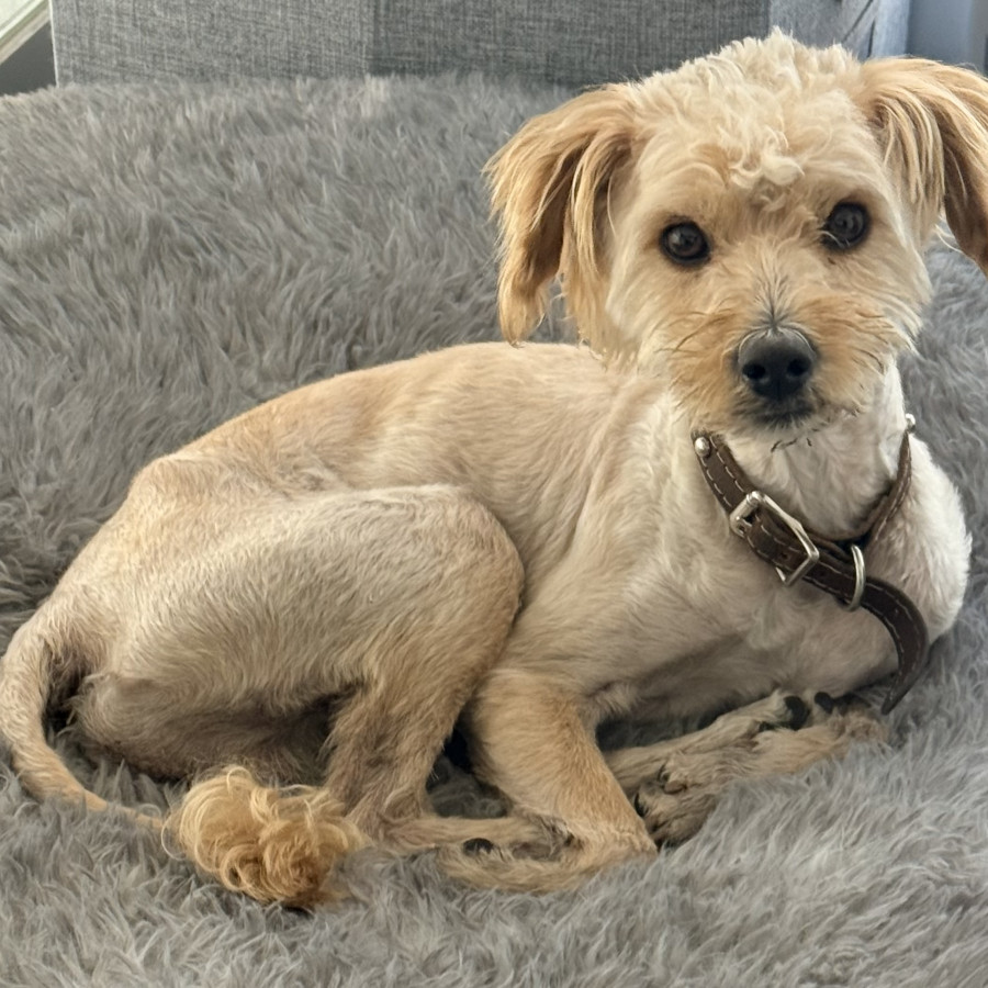 | Raza Mestizo, cruza de French Poodle | Encontrado