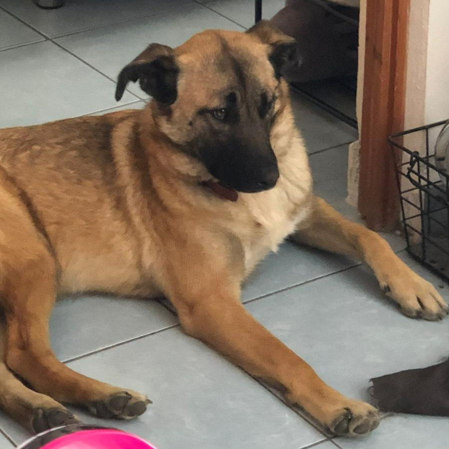 PATO | Raza Mestiza, cruza de Pastor Belga Malinois | Final Feliz