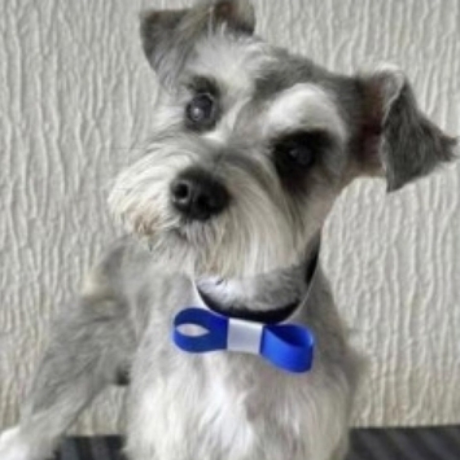 CANDO | Raza Schnauzer Miniatura  | Perdido