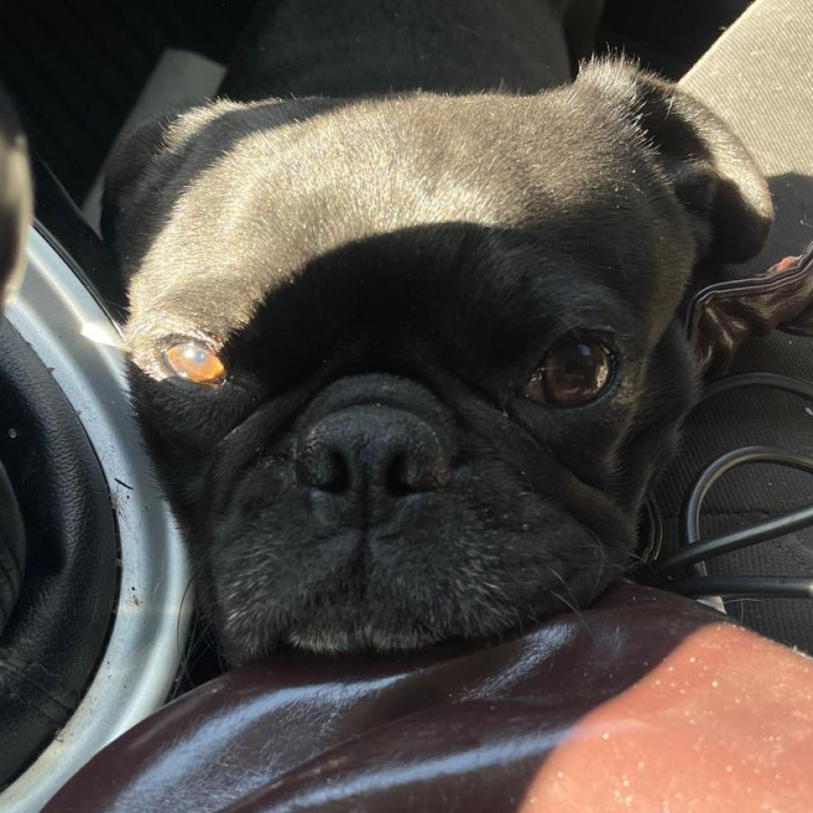 DUG | Raza Pug o Carlin | Final Feliz