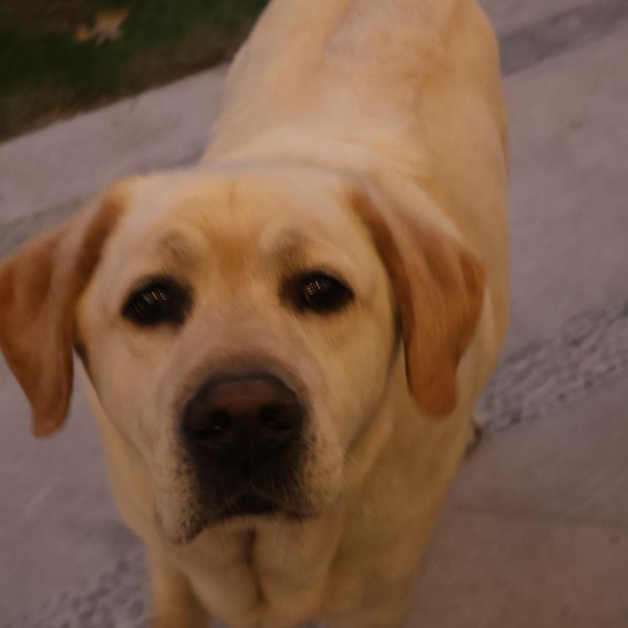 MAX | Raza Labrador  | Final Feliz
