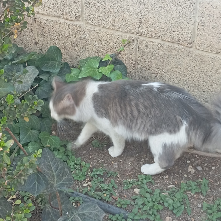 MANCHITAS | Raza Doméstico Americano de pelo semilargo | Perdido