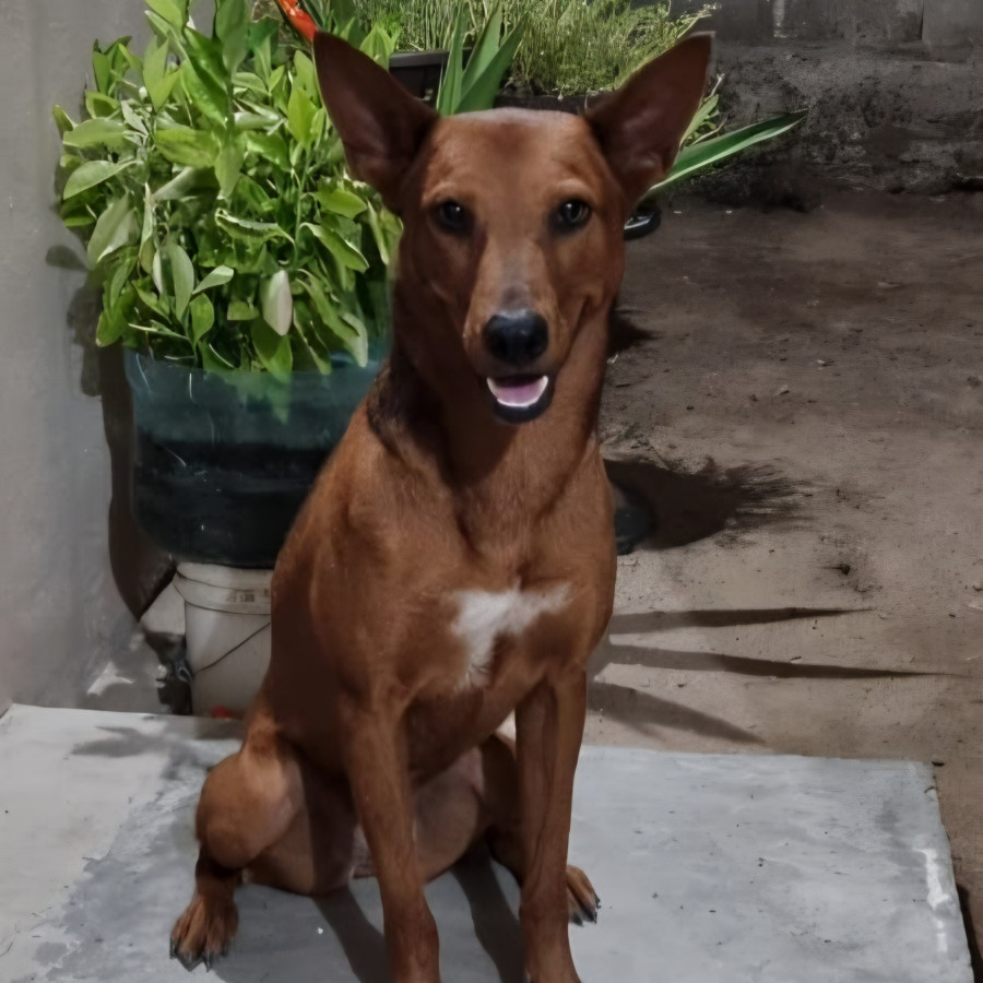 COYOTA | Raza Mestiza | Final Feliz