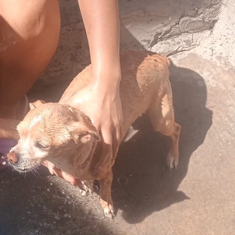 PILÓN | Raza Chihuahua | Perdido