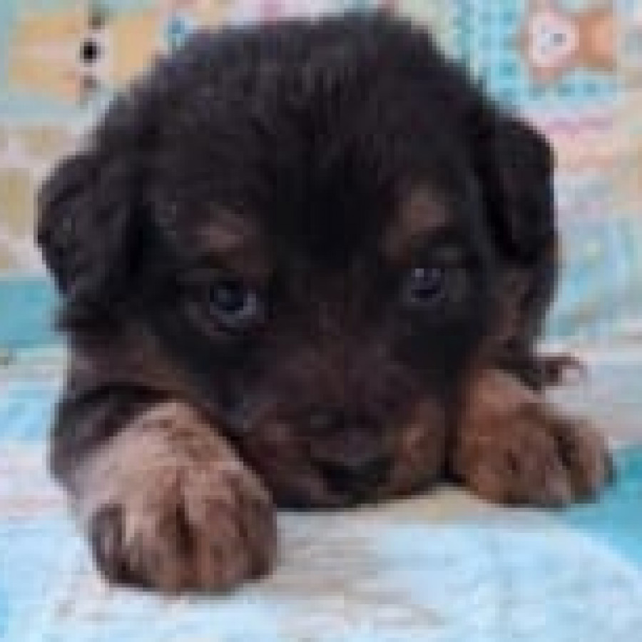HERMOSA CACHORRITA | Raza Mestiza | En Adopción