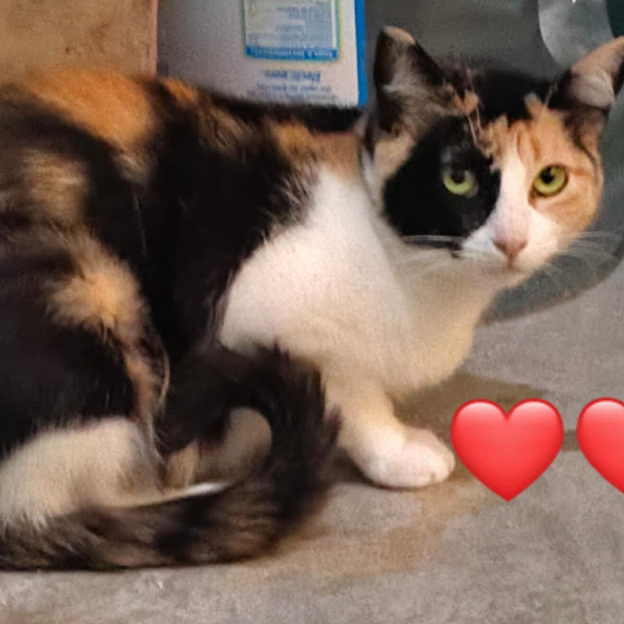 CALI | Raza Calicó de pelo corto | En Adopción