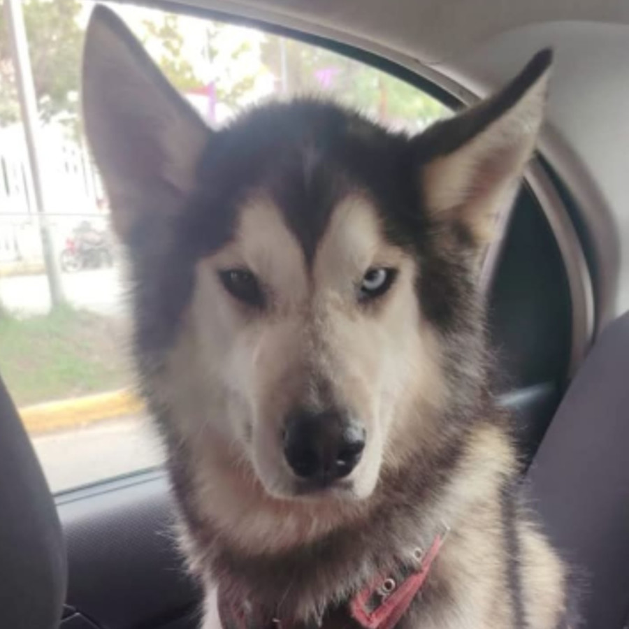 ZEUS | Raza Husky Siberiano | Perdido