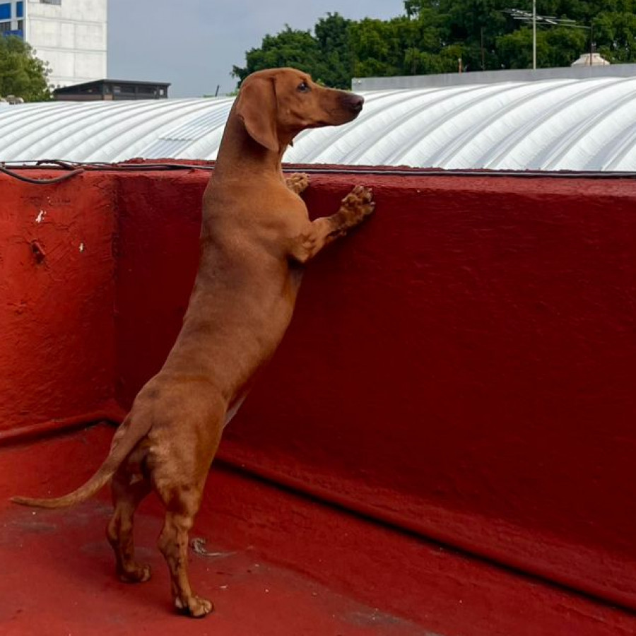 LORENZA | Raza Dachshund o Salchicha  | Final Feliz