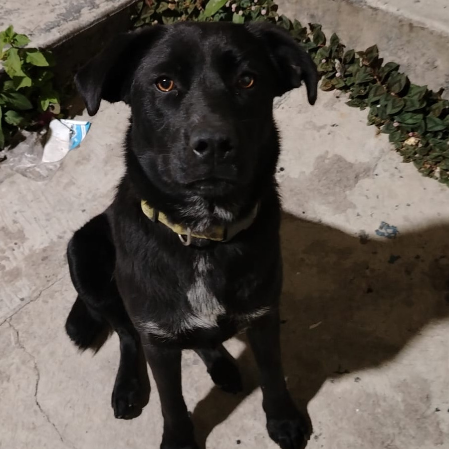 CAPULINA | Raza Mestiza, cruza de Labrador | Final Feliz