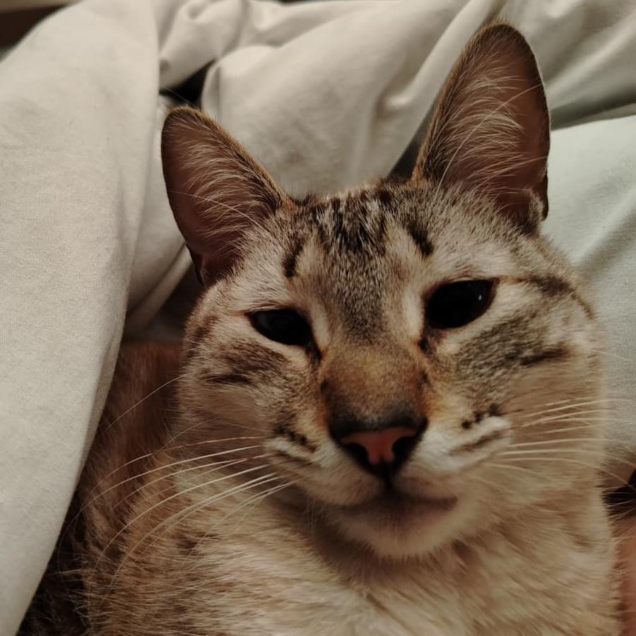 LAYLA | Raza Aslan o Siamés Moderno Punto Tabby | Perdido