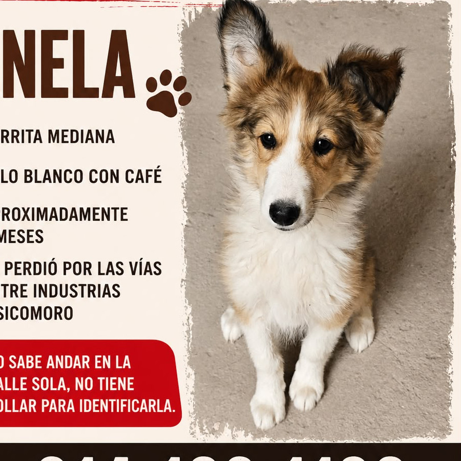CANELA | Raza Collie de Pelo Largo | Perdida