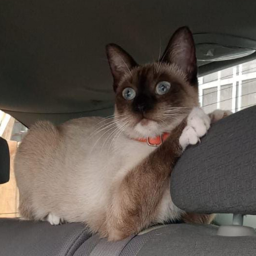 LUNA | Raza Siamés Punto Foca | Perdida