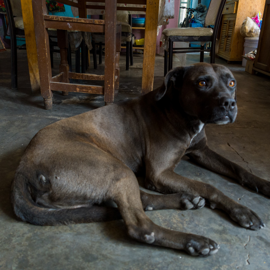 MAX | Raza Mestizo, cruza de American Pitbull Terrier | Final Feliz
