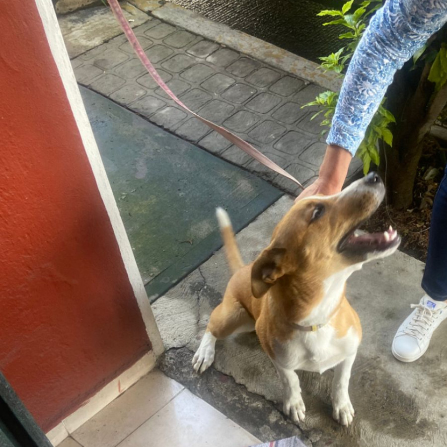  | Raza Mestizo | Encontrado
