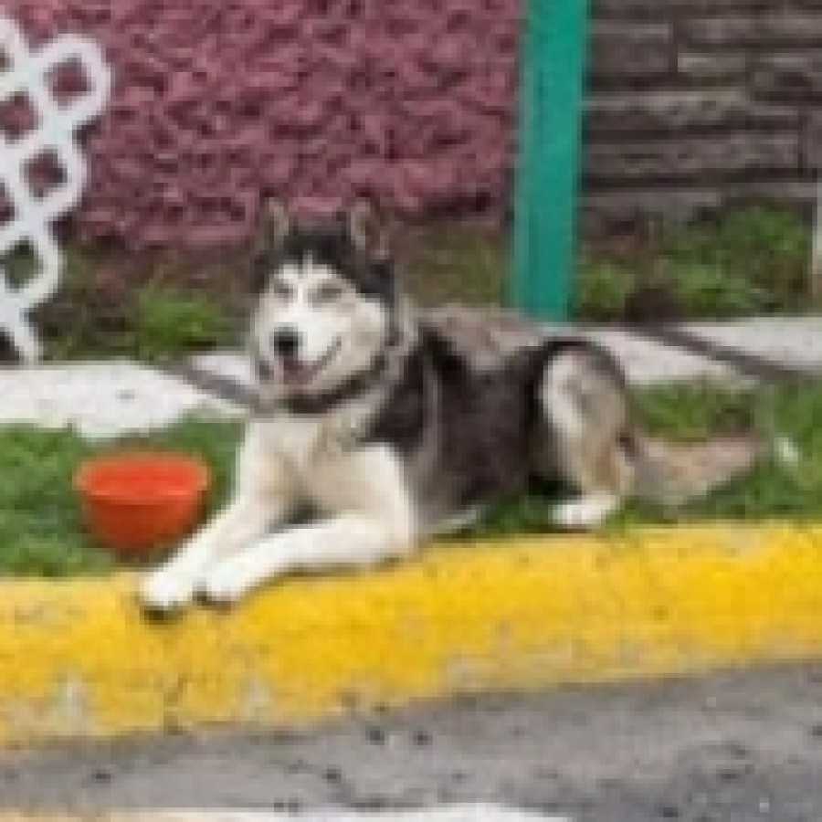  | Raza Husky Siberiano | Encontrada