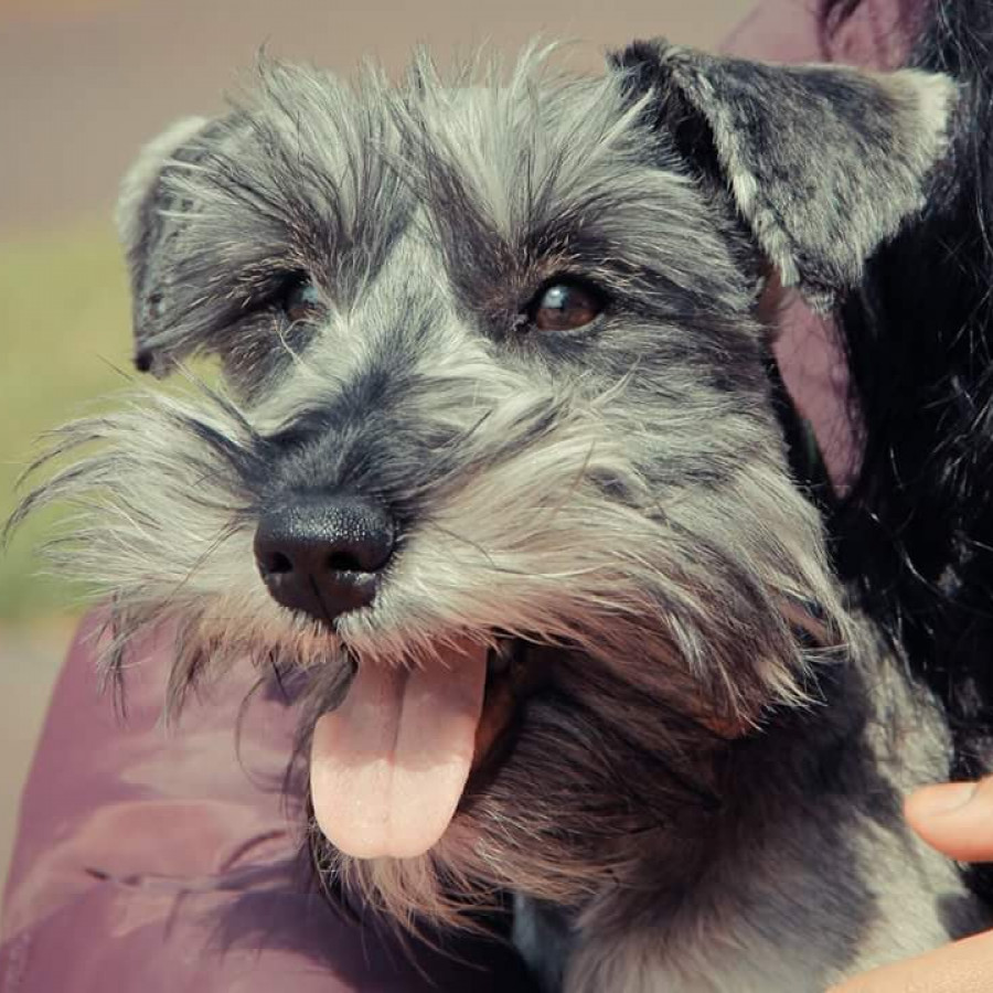 MIKA | Raza Schnauzer | Perdida