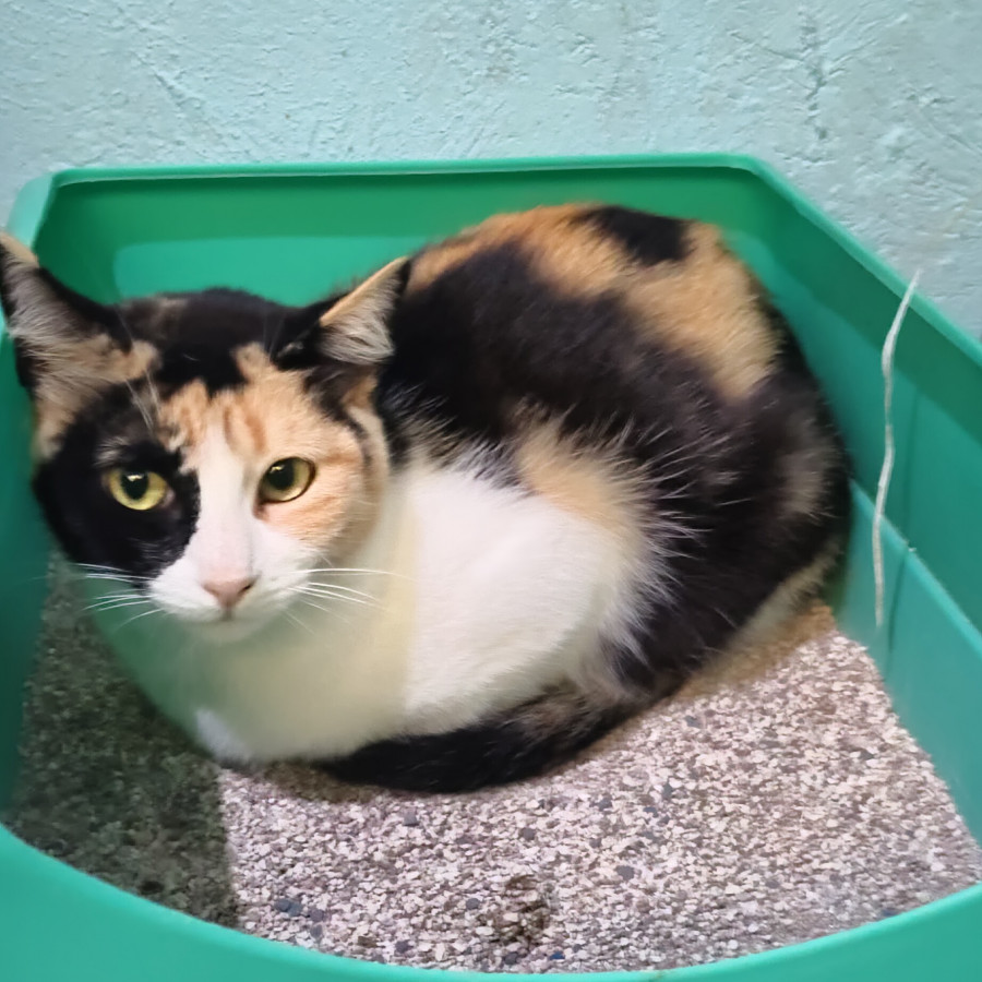 CALI | Raza Calicó de pelo corto | En Adopción
