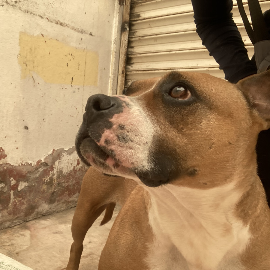 ROSITA | Raza Mestiza, cruza de Bóxer con American Pitbull Terrier | En Adopción