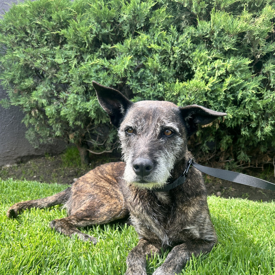  | Raza Mestiza | Encontrada