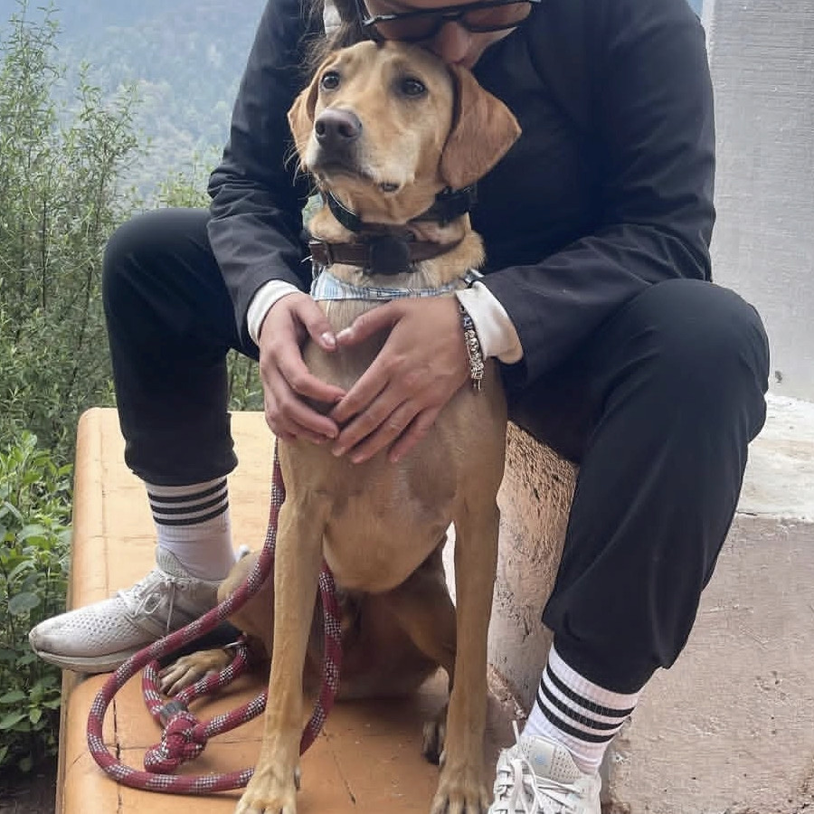 LUCCA | Raza Mestizo,  Cruza De Labrador | Final Feliz