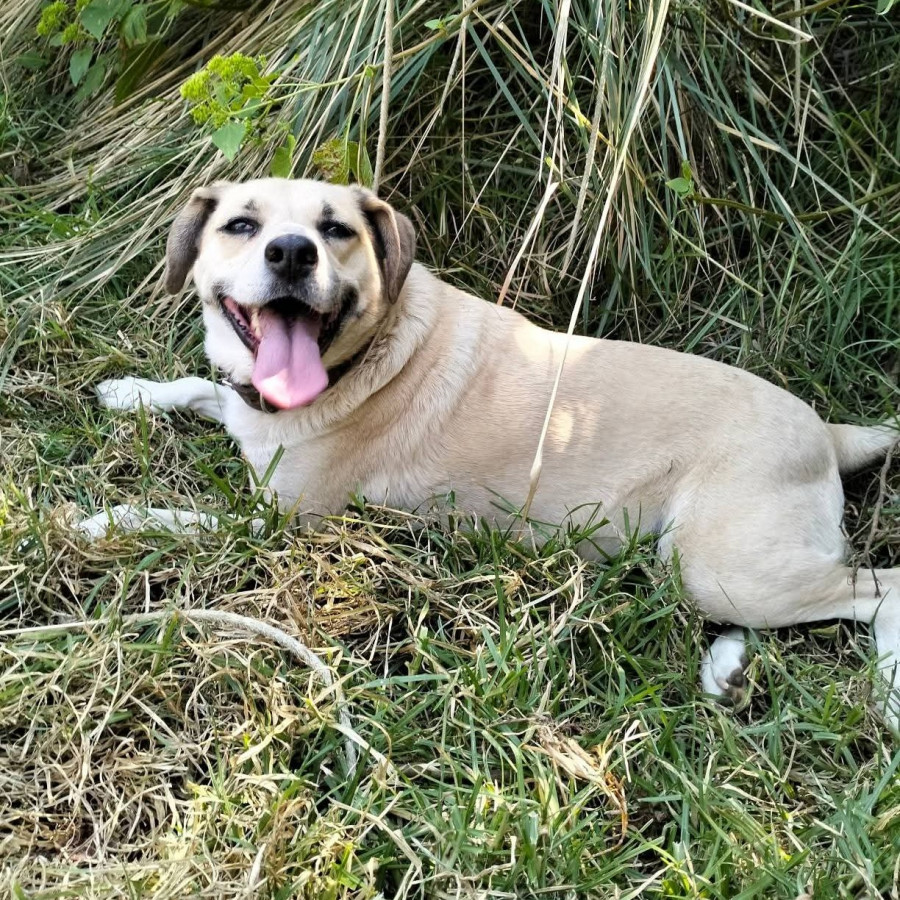 LUNA | Raza Mestiza, cruza de Labrador | Perdida