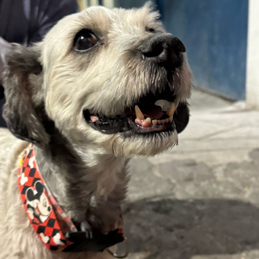  | Raza Mestizo, cruza de Schnauzer | Encontrado