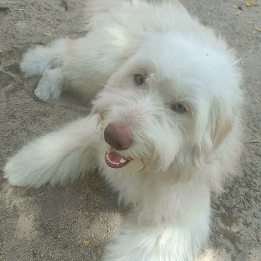 WALLY | Raza Mestizo, cruza de French Poodle con Husky Siberiano | Final Feliz