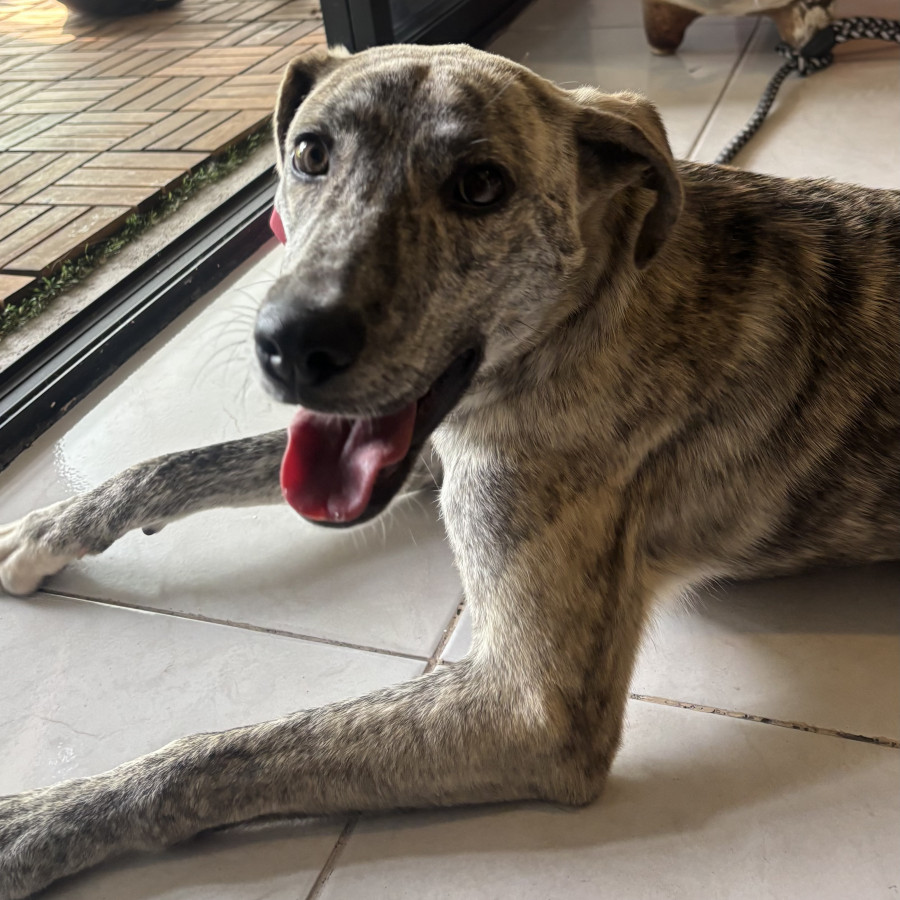 CLEMENTINA | Raza Mestiza | En Adopción