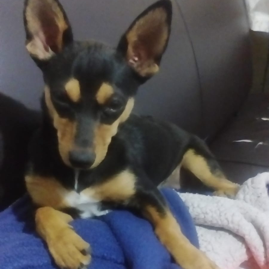 BOLA | Raza Chihuahua | Perdida