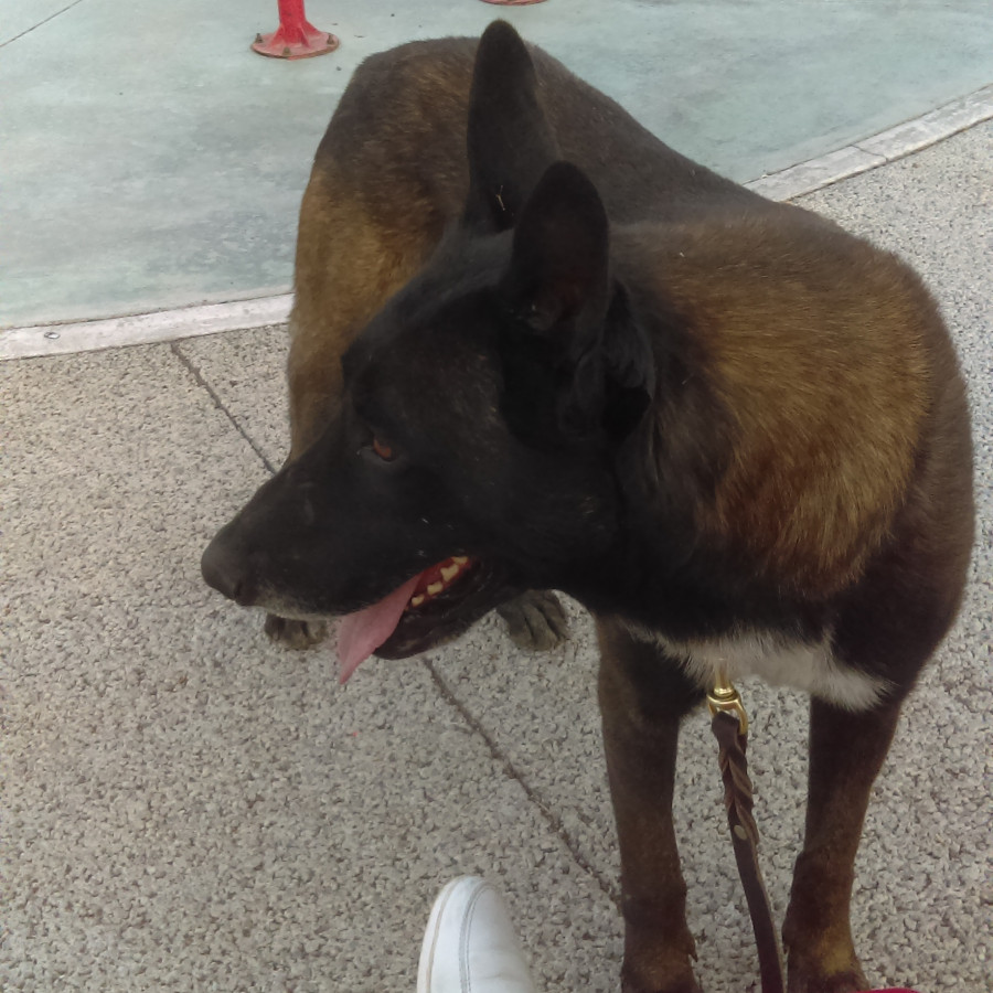 HUNTER | Raza Pastor Belga Maliniois | Final Feliz