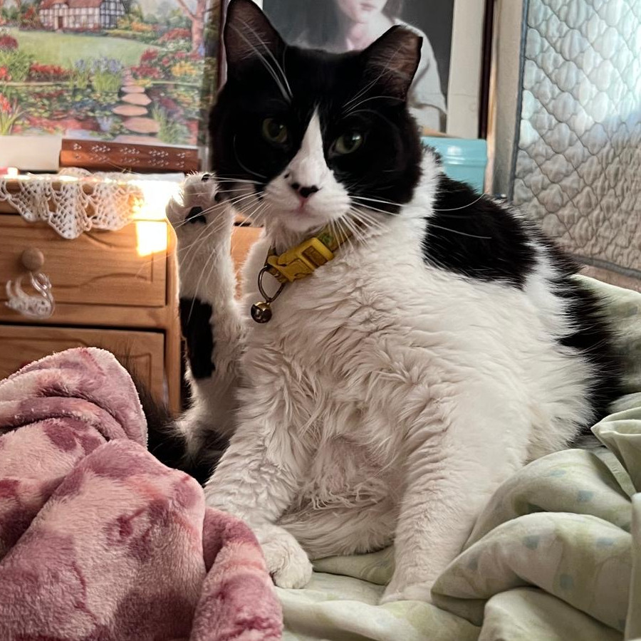 LOLA | Raza Doméstico Americano de pelo semilargo | Perdido