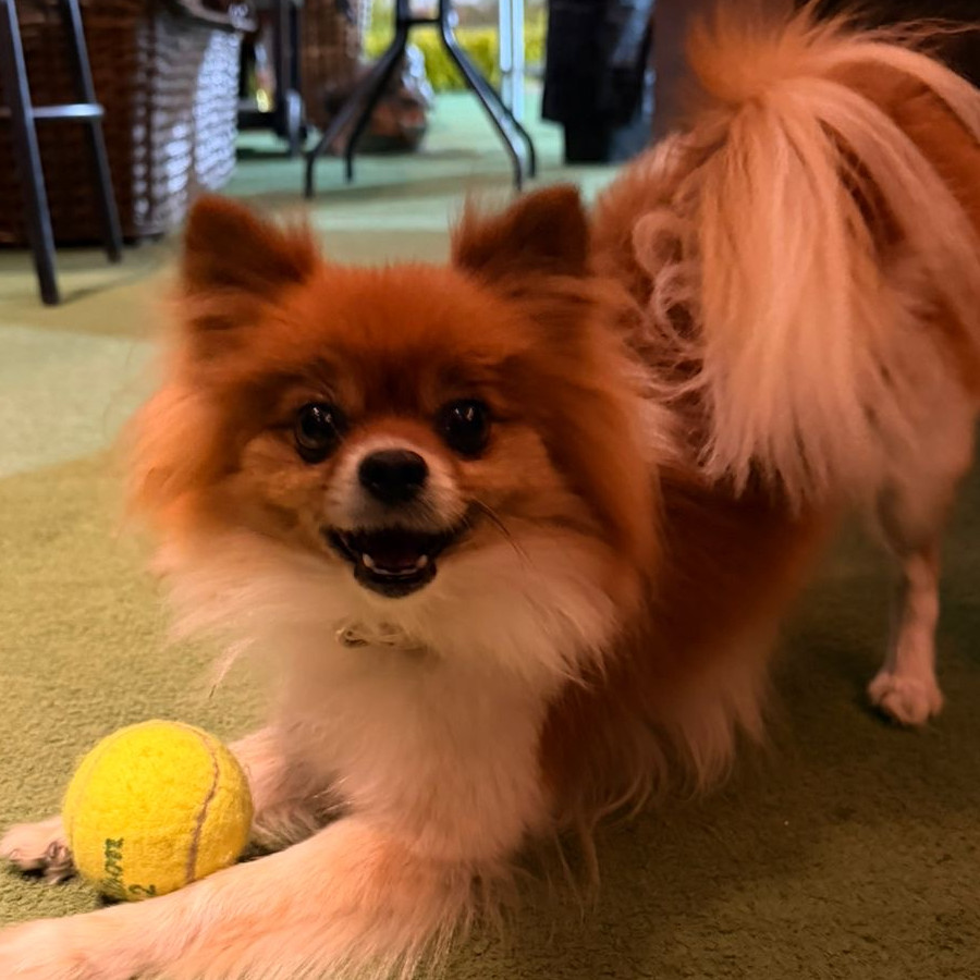 KIA | Raza Pomerania | Perdida