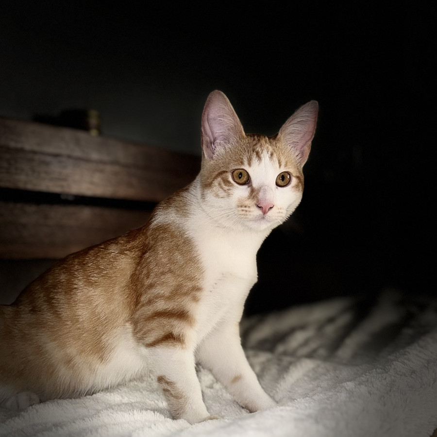 LUNA | Raza Doméstico Américano de Pelo Corto | Perdida