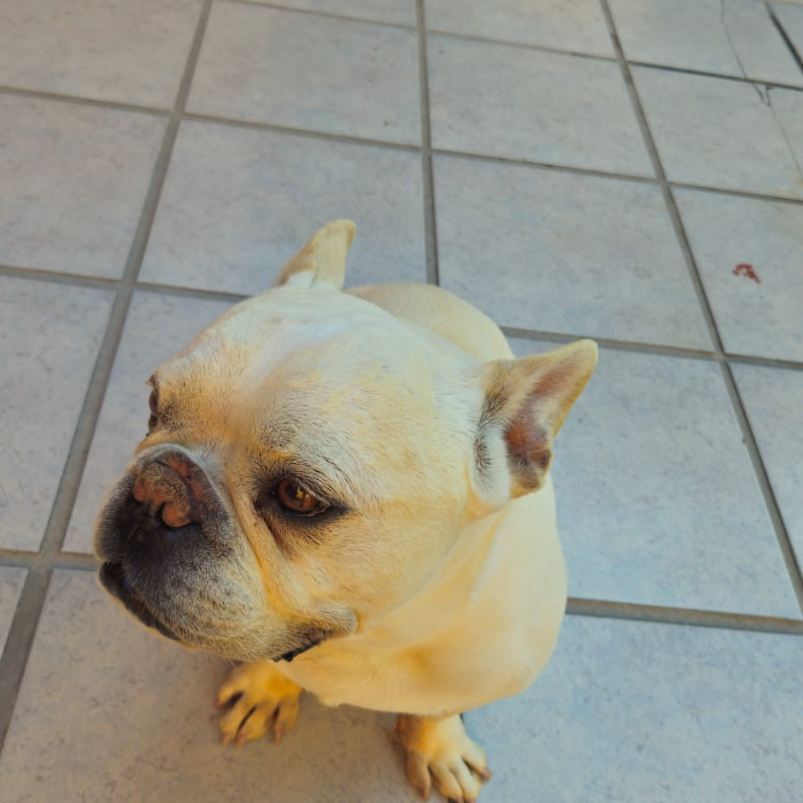 PHILIBERTO | Raza Bulldog Francés  | Perdido