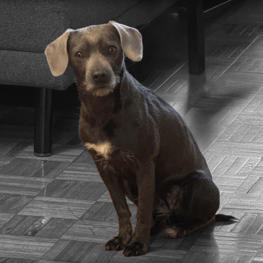 PEPPER | Raza Mestiza | Final Feliz