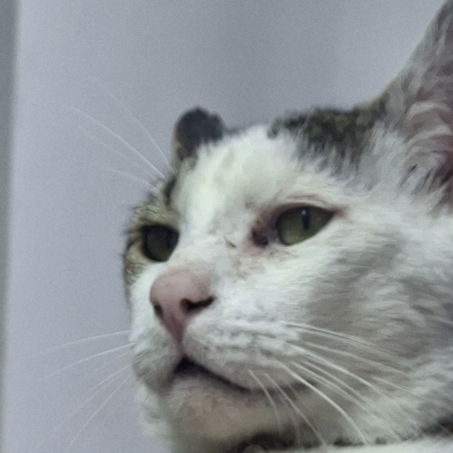  | Raza Doméstico Américano de Pelo Corto | Encontrada