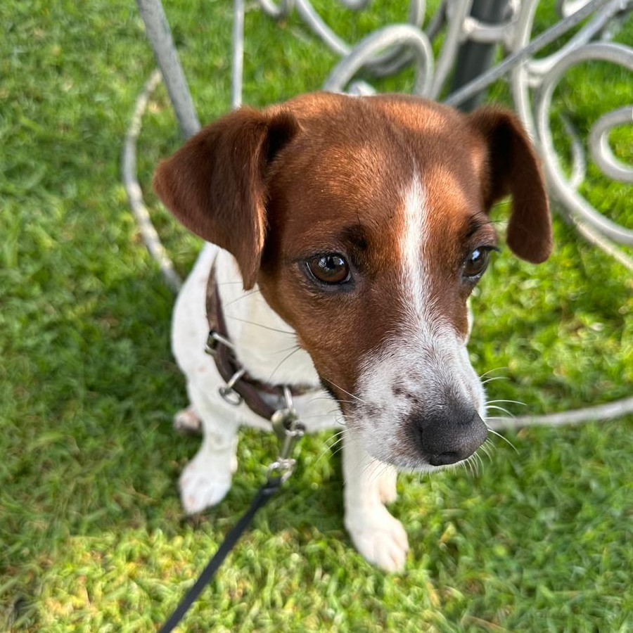 OHANNA | Raza Jack Russell Terrier | Perdida