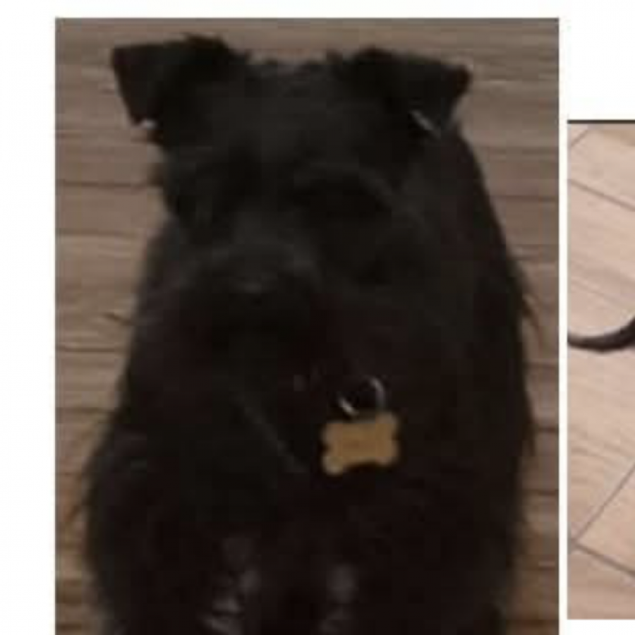 BOND | Raza Schnauzer Miniatura  | Final Feliz