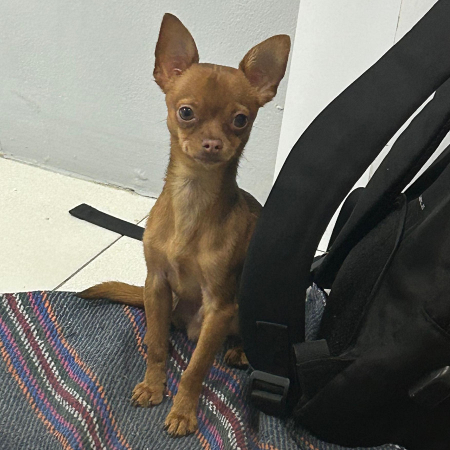 CARAMELO | Raza Chihuahua | Perdido